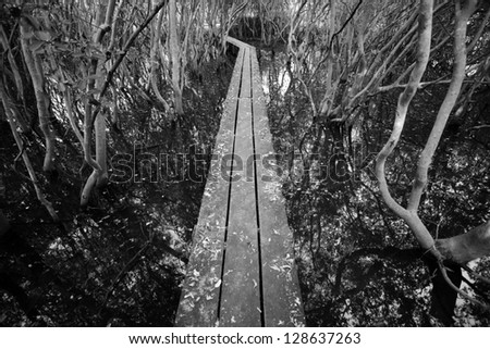 long bridge to forest, long curve wooden bridge to mangrove forest process black and white