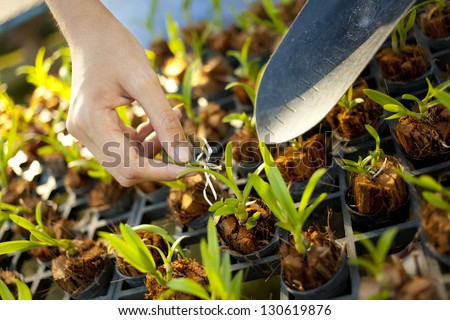 farm work, female hand use spade plant a young tree in farmation