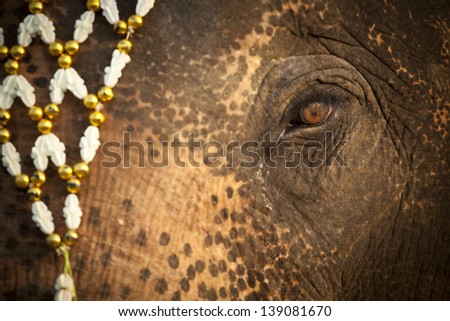 elephant, close up elephant eye with Thai style flower headdress