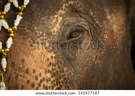 elephant, close up elephant eye with Thai style flower headdress
