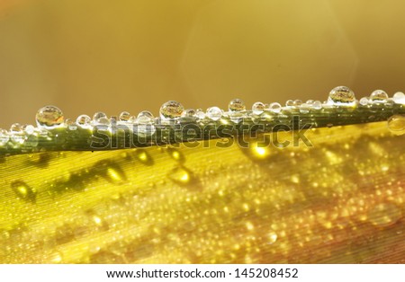 dew drop, sparkling dew drop on a leaf in the morning forest