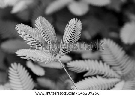 leaf structure, green leaf in sun light showing texture in black and white