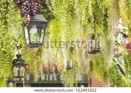 garden decoration, hanging lighting lantern among green wine plant and grape