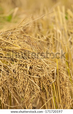 rice straw texture, close-up of rice straw field on the mountain agriculture in Chiengmai Thailand