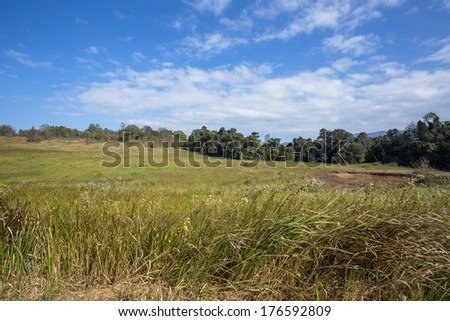 grassland plant, landscape view of grassland and plant with dirt road to the wood
