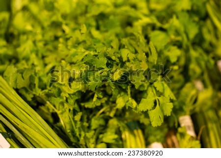 fresh cilantro, texture of fresh cilantro harvesting at the market