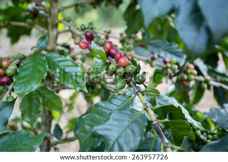 coffee fruit, red and green fresh coffee fruit or coffee bean on coffee tree
