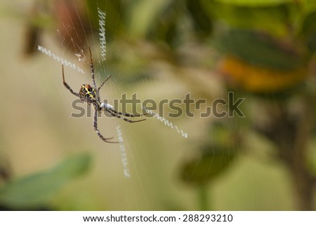 Spider, Tropical forest spider in the spider web