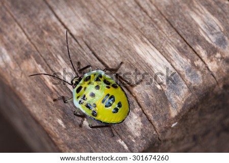 lady bug, a yellow lady bug isolate on a wood texture in tropical forest, Thailand
