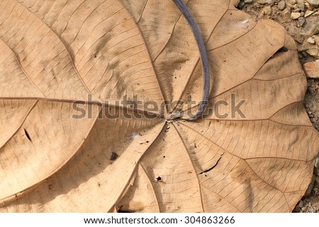 dry leaf, texture of a large dry leaf burning by sunlight