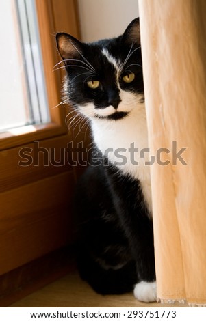 Black and white cat hiding behind a yellow curtain