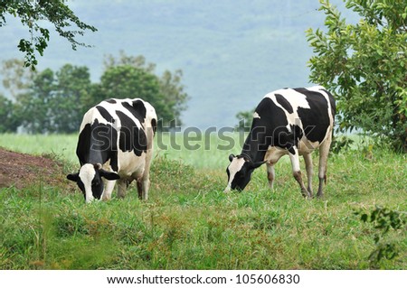 dairy cows on green meadow , Thailand