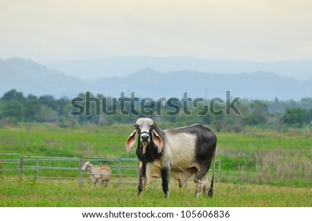 Cows on green meadow , Thailand