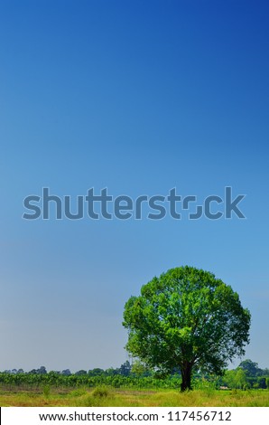 Mango trees with blue sky,Thailand