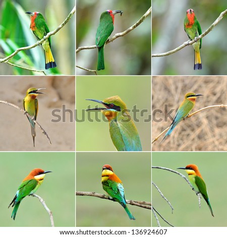 collection of birds (Bee-eater)