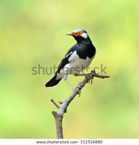 Similar – Image, Stock Photo bülbül Wild animal