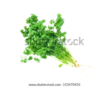 Fresh coriander or cilantro herb isolated on white background