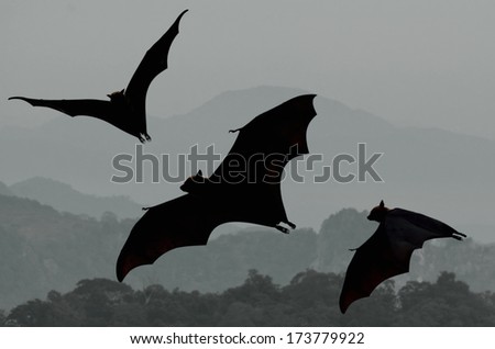 Bats flying at sunset