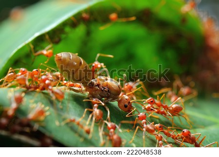 red ant teamwork on green leaf