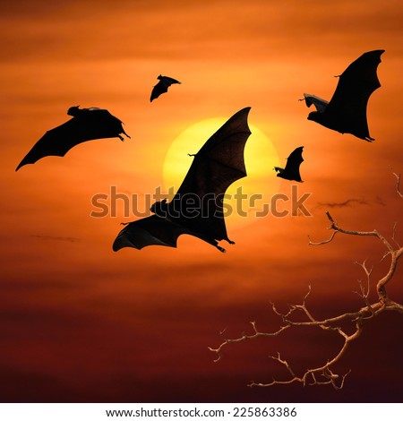 Halloween night with bats flying at sunset
