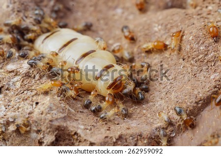 Close up termites or white ants , Thailand