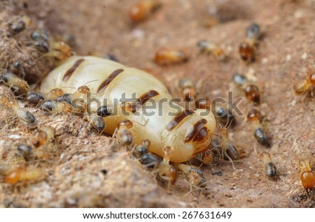 Close up termites or white ants , Thailand