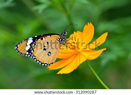Butterfly and flower in flower garden