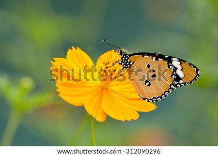 Butterfly and flower in flower garden