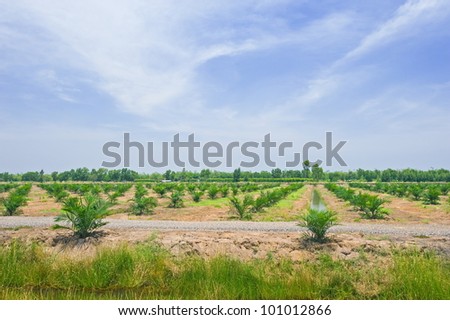 Palm oil plantation,Thailand