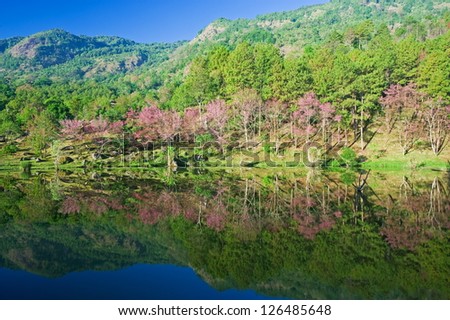 Sakura pink flower on mountain with lake in thailand, cherry blossom