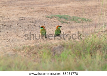 Couple of Green Bee-eater on the ground