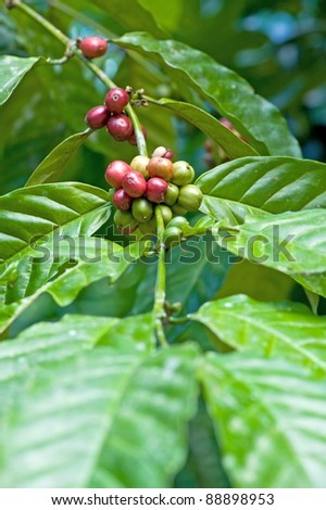 Coffee beans on the branch