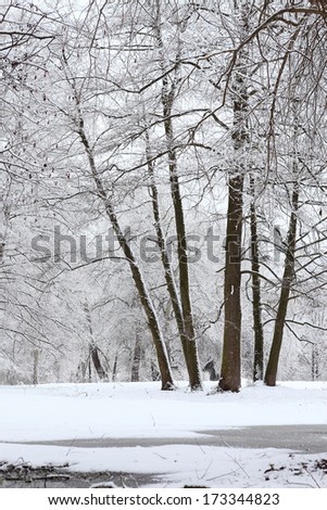 Winter fairy tale in a snowy forest. Landscape