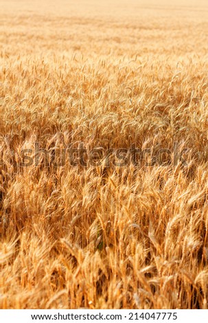 Wheat field with fully ripe wheat end of summer. Outdoors