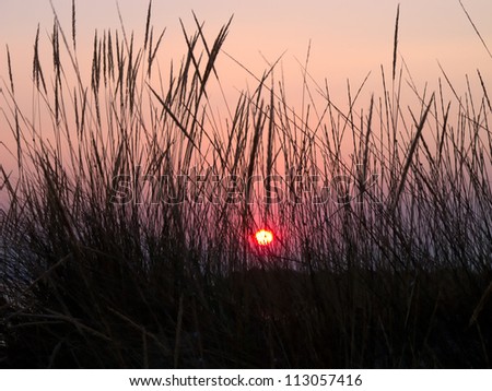 sunset in the beach over the dry grass