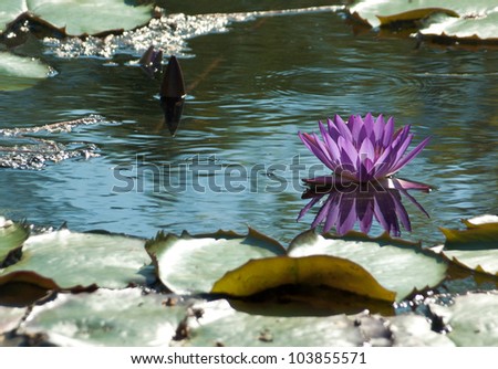 water lily isolated