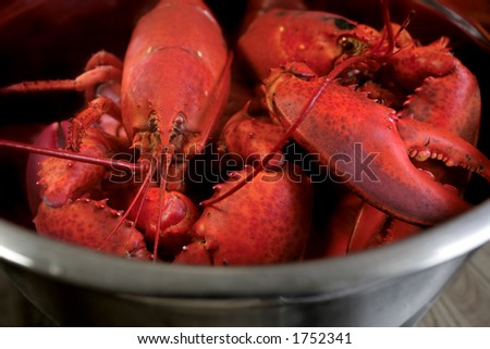 A pot of boiled lobster from Nova Scotia.