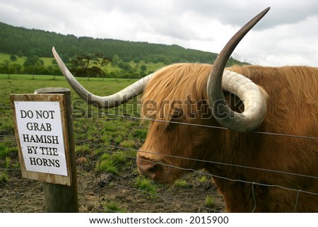 Huge Highland cow waiting for someone to ignore the sign and grab his horns.