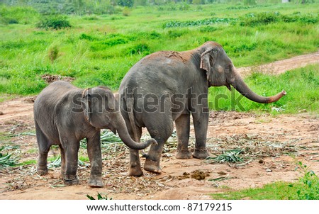 Asian baby elephant standing near mother