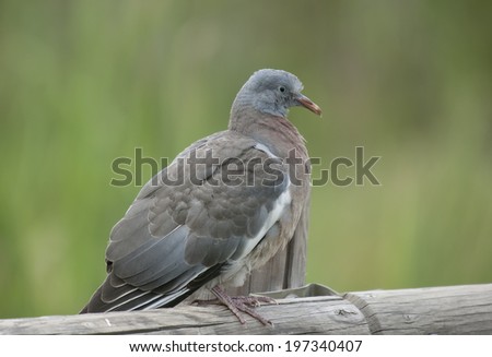 Young wood pigeon (Columba palumbus)