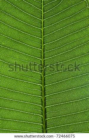 green leaf details