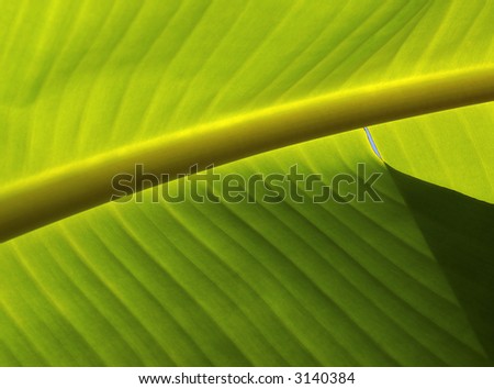 Closeup photo of a banana-tree leaf with sunlight from behind.
