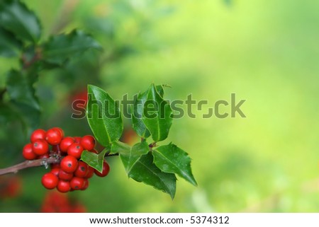 Photo of holly branch detail with copyspace