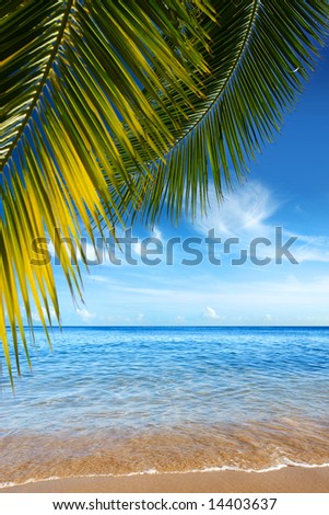 Beautiful tropical beach with clear ocean and palm trees