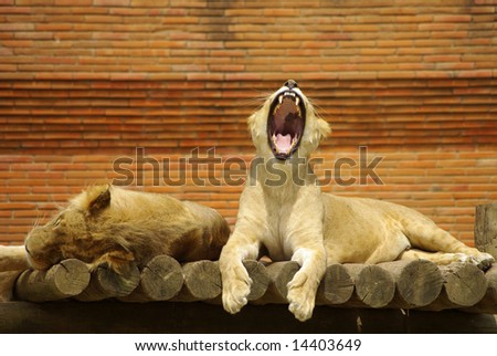 Sleepy lion and lioness with mouth wide open.