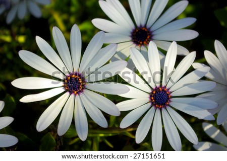 Several white daisy flowers in a green field under warm sunlight
