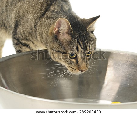 Close-up image of a tabby cat stalking a yellow bottle cap floating in a stainless steel bowl.  On a white background.