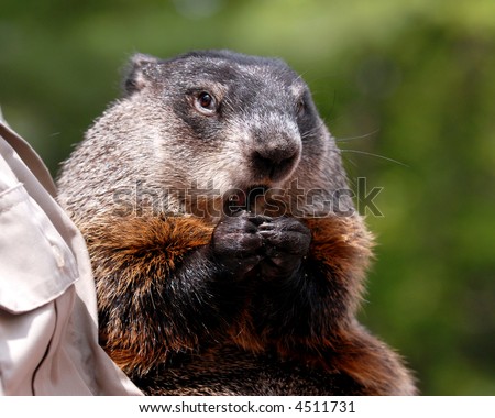 Close up portrait of an eating groundhog being held by a park ranger.
