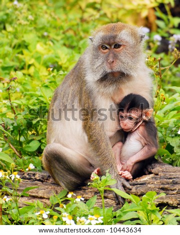 A mother macaque monkey holding her baby in a natural setting.  Shallow DOF with focus on mother's eyes.