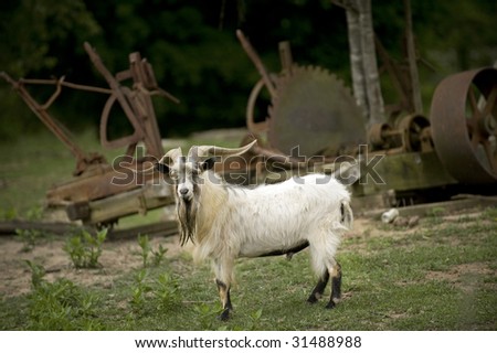A white billy goat on his farmland in front of a rusty, old sawmill.
